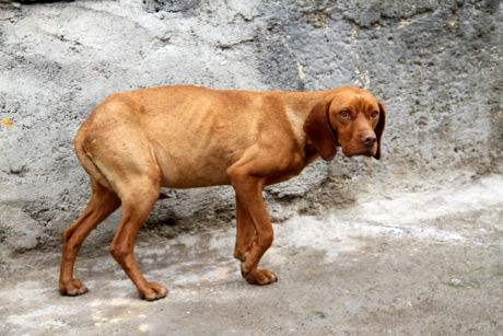 حکم جالب دادگاه برای یک سگ‌آزار؛ برنامه آموزشی فشرده به مدت شش ماه