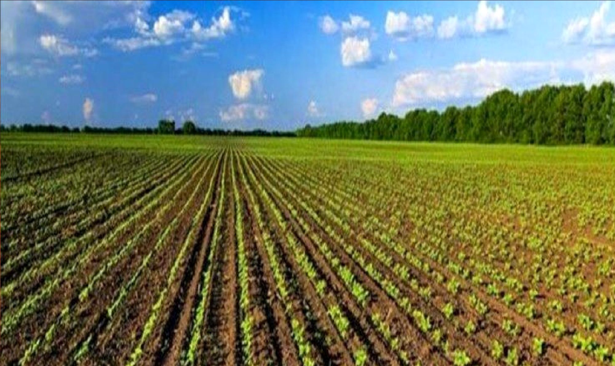 ایران در تولید ۲۲ محصول کشاورزی جزء ۷ کشور برتر دنیا است