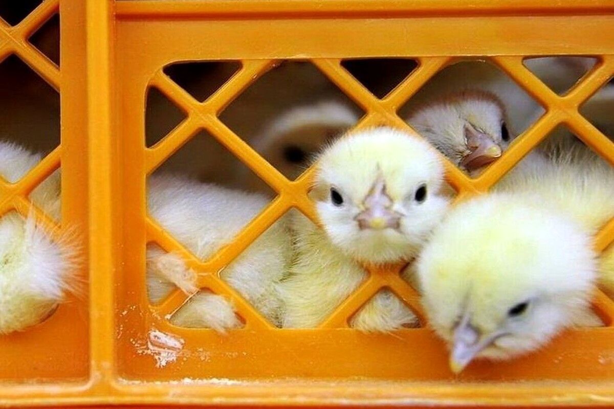 قیمت جوجه یک روزه اعلام شد