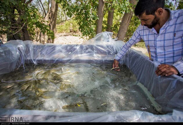 نجات ماهی ها