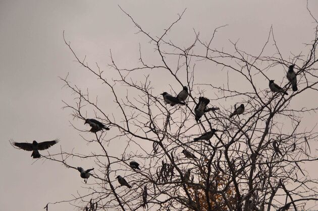 برف و سرمای پاییزی
