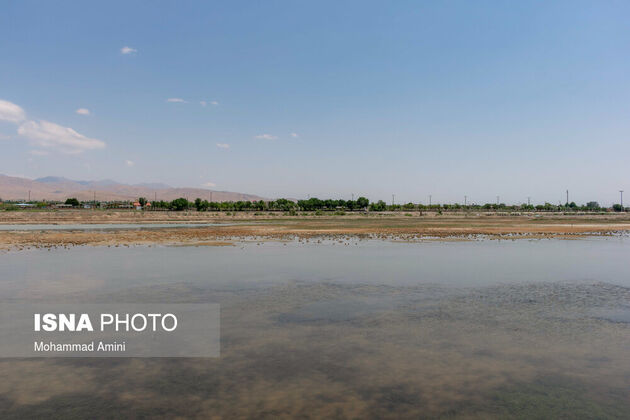 62063523_amini-isna-18