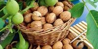 اگر این بیمای را دارید، گردو نخورید!
