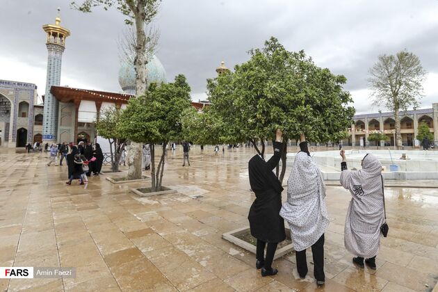 بوی بهار نارنج در اردیبهشت شیراز
