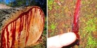 درخت عجیب ۵۰ میلیون ساله که از آن خون می چکد+ عکس