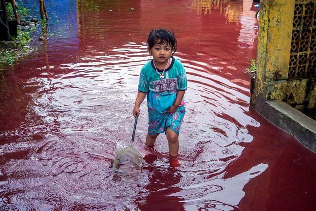 دختری به دلیل زباله های رنگ کارخانه های پارچه سازی ، دراندونزی ، از جاده آب گرفتگی با آب قرمز عبور می کند.