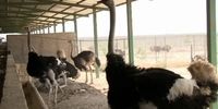 بزرگترین مزرعه پرورش شترمرغ در این استان راه‌اندازی شد