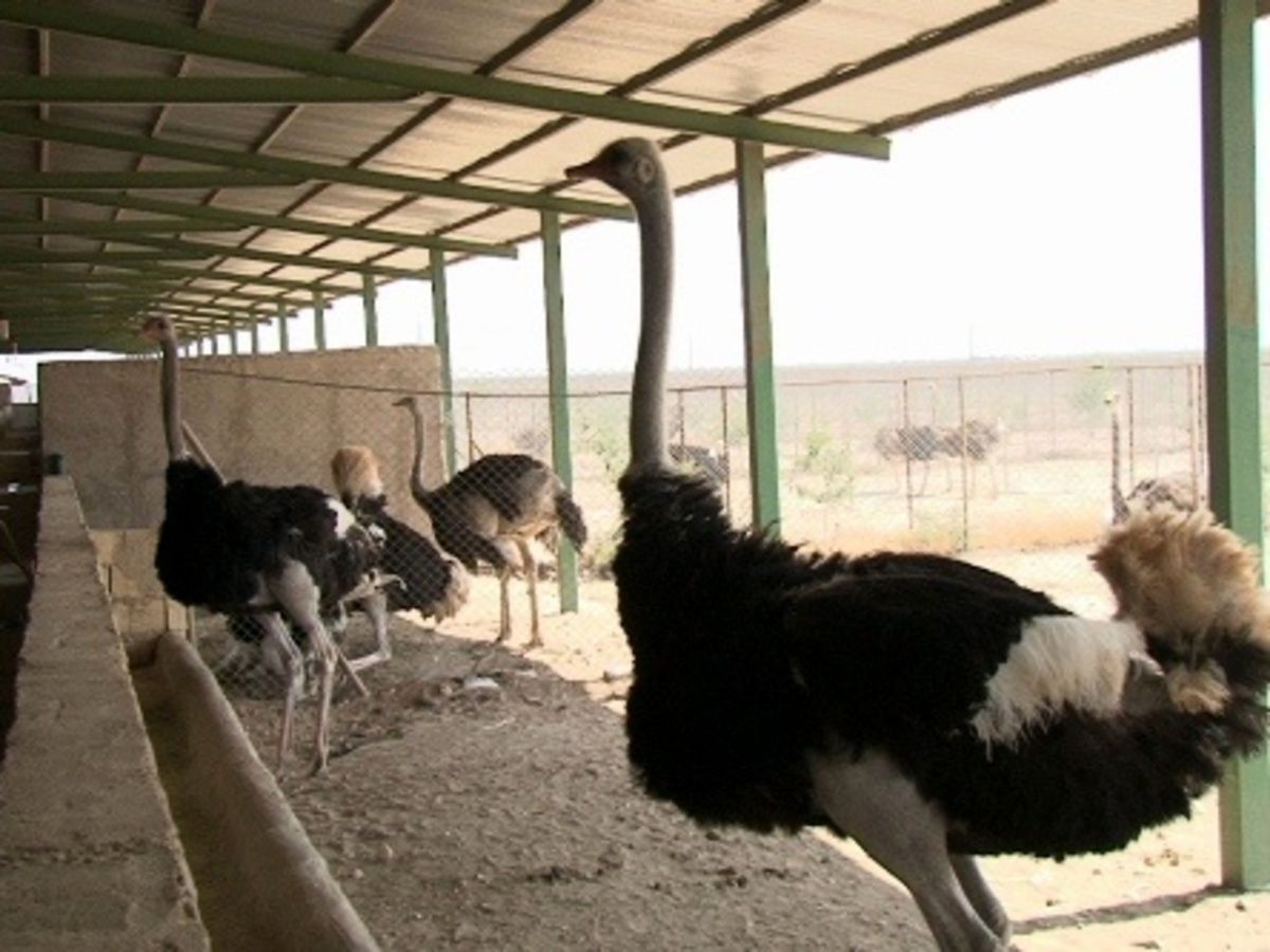 بزرگترین مزرعه پرورش شترمرغ در این استان راه‌اندازی شد