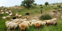 جزییات آگهی استخدام چوپان در ارمنستان!