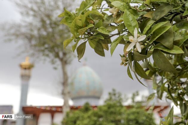 بوی بهار نارنج در اردیبهشت شیراز