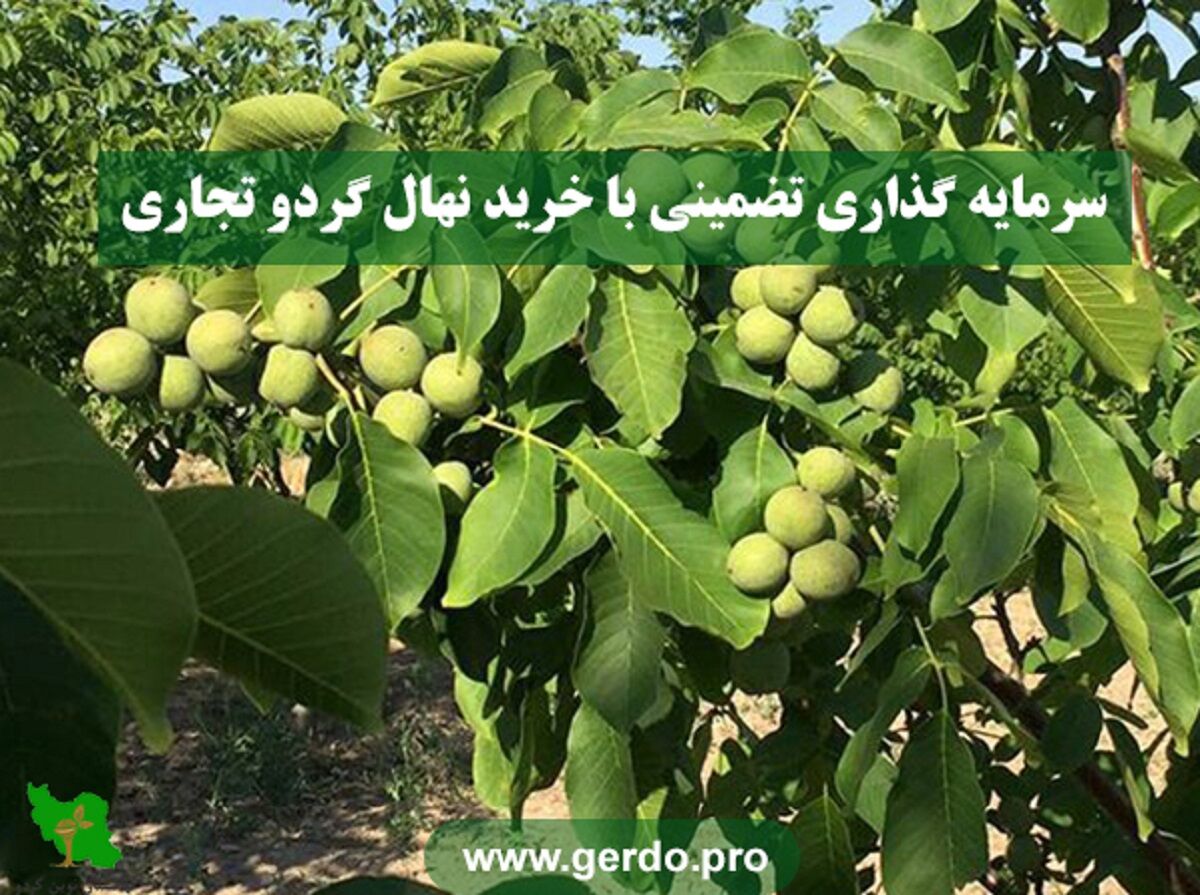 خرید نهال گردو تجاری سرمایه گذاری بلند مدت و موفق