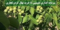 خرید نهال گردو تجاری سرمایه گذاری بلند مدت و موفق