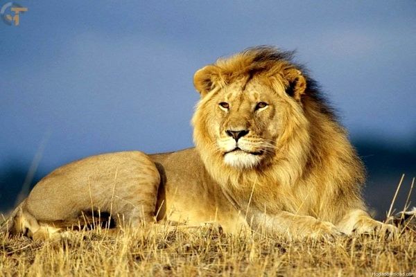 جزئیات حمله وحشتناک شیرها به نگهبان باغ وحش اراک