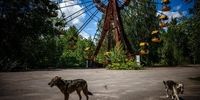 سگ های ولگرد اطراف نیروگاه اتمی چرنوبیل جنجالی شدند