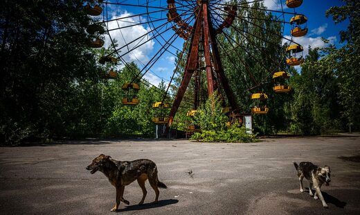 سگ های ولگرد اطراف نیروگاه اتمی چرنوبیل جنجالی شدند