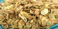 این گیاه معجزه گر بهترین جایگزین آنتی بیوتیک است 