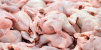خبر رئیس اتحادیه مرغداران از کاهش شدید فروش مرغ بعد از پرداخت یارانه