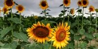 تصاویر| ​آفتاب گردی گل های آفتابگردان

