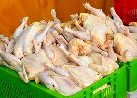 کاهش تعرفه صادرات مرغ