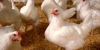 توافق برای تحویل ۲۰میلیون قطعه جوجه به اتحادیه سراسری مرغداران