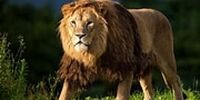 لحظه هولناک حمله شیر بیهوش‌شده به جنگل‌بانان + فیلم