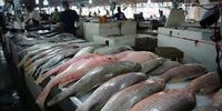 اعلام دلیل گرانی ماهی از سوی رئیس سازمان شیلات