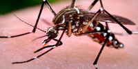 حمله پشه‌ها به انسان/ هشدار جدی اروپا درباره بیماری‌های انتقال یافته از پشه!