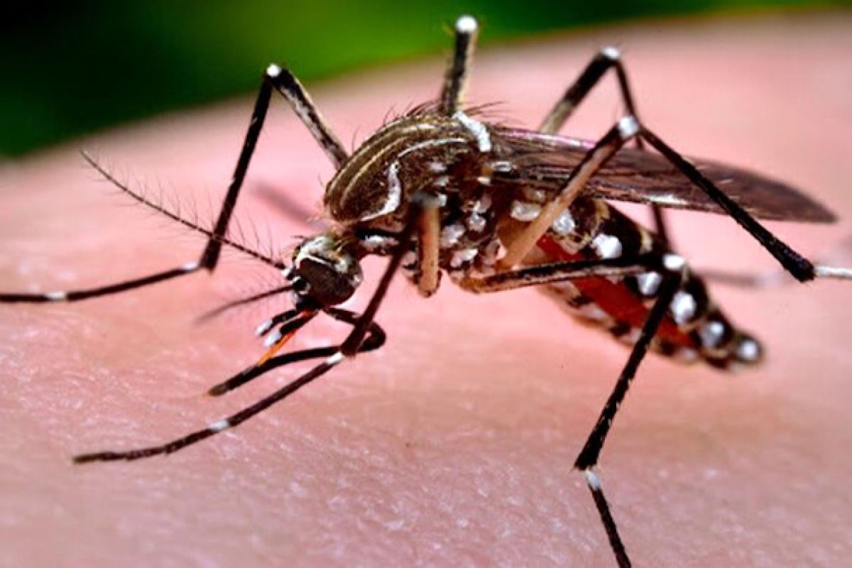 حمله پشه‌ها به انسان/ هشدار جدی اروپا درباره بیماری‌های انتقال یافته از پشه!
