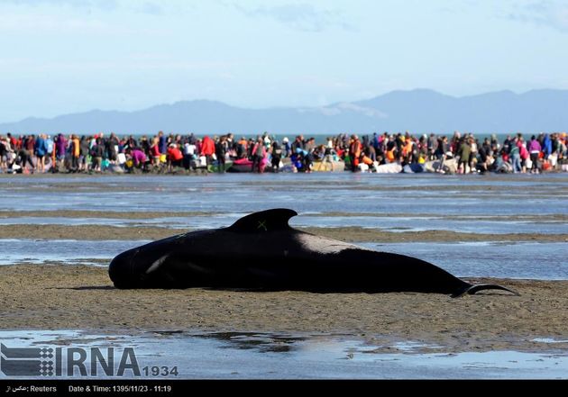 تلاش برای نجات 100 نهنگ در نیوزیلند