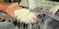 آخرین وضعیت بازار برنج ایرانی / برنج هندی و پاکستانی کیلو چند؟