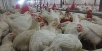 افزایش نرخ ارز و خطر مرگ ۱۵۰ میلیون جوجه گوشتی