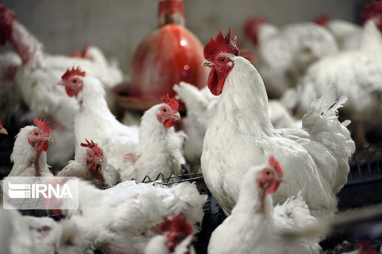 با قیمت 15 هزار تومان تولید مرغ به صرفه نیست