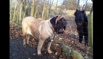 نام این سگ عجیب در گینس به ثبت رسید + عکس