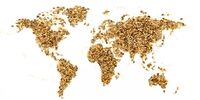 چگونه نوسانات قیمت گاز امنیت غذایی دنیا را به بازی می‌گیرد؟