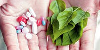 هشدار درباره عوارض استفاده از برخی داروهای گیاهی