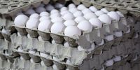 ورود نخستین محموله تخم مرغ ایران به روسیه 