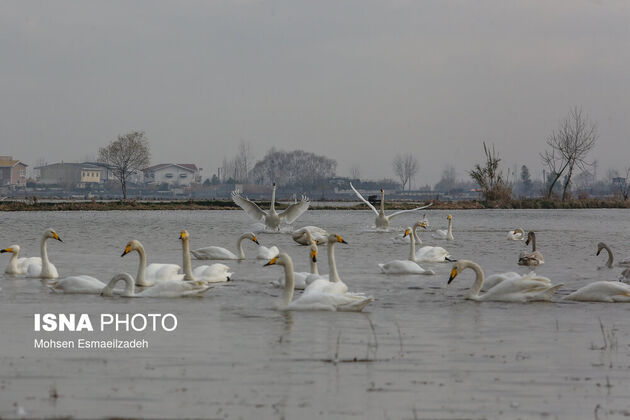 62159291_esmaeilzadeh-isna-11
