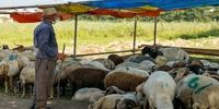 اعلام قیمت گوسفند در روز عید قربان