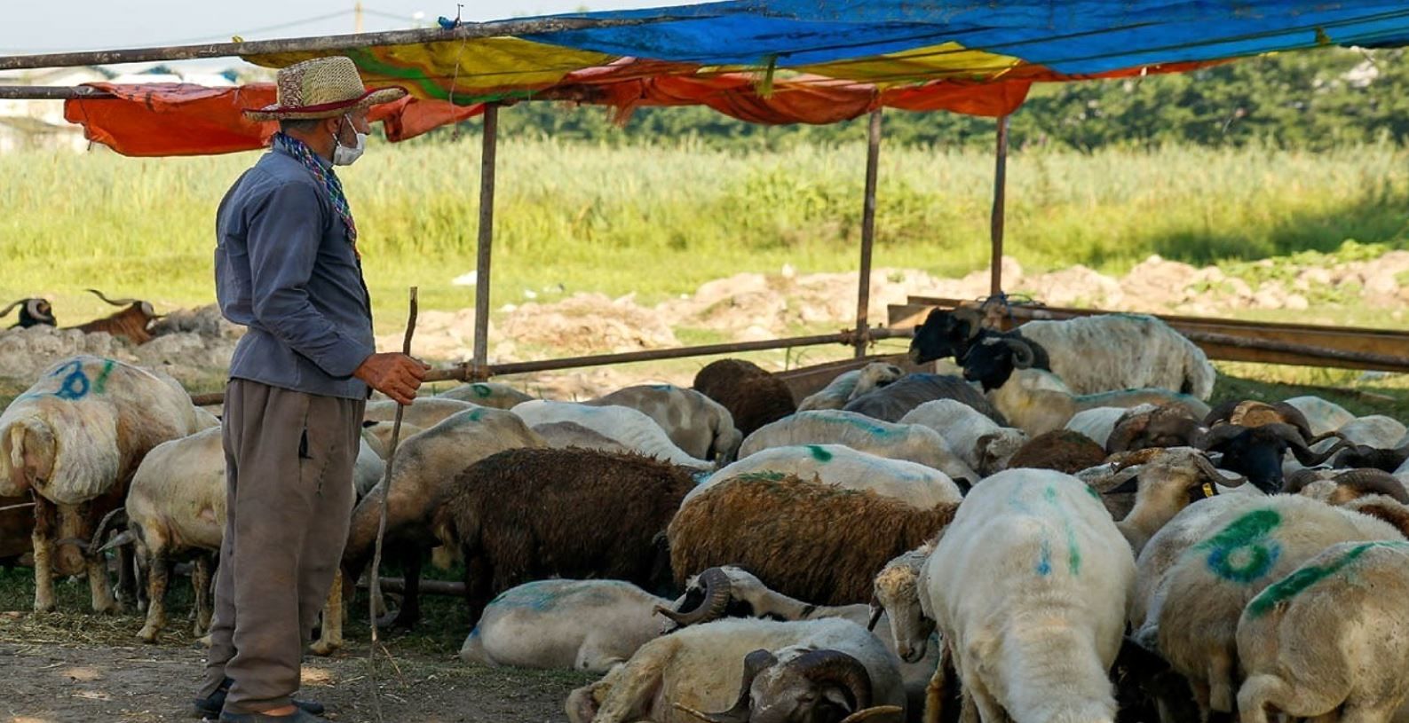 اعلام قیمت گوسفند در روز عید قربان