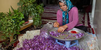زعفران گران شد