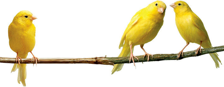 هرکدام از این 30قناری، یک میلیاردتومان قیمت خوردند