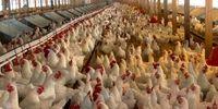 عملکرد دولت و صدا‎‌وسیما قیمت مرغ را پراند