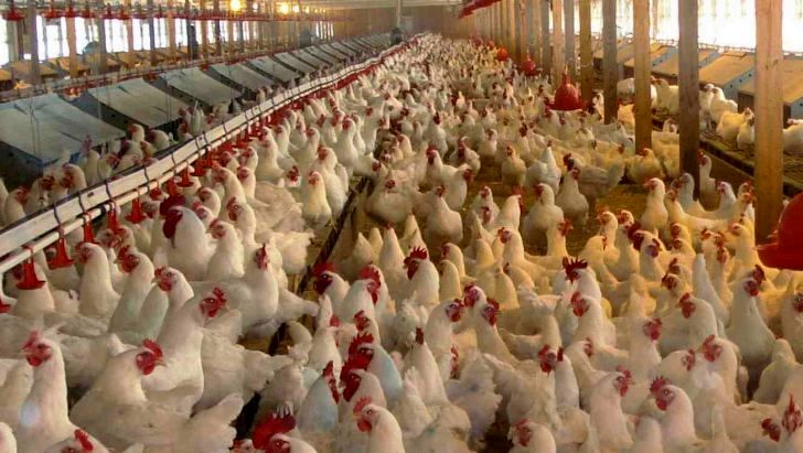 عملکرد دولت و صدا‎‌وسیما قیمت مرغ را پراند