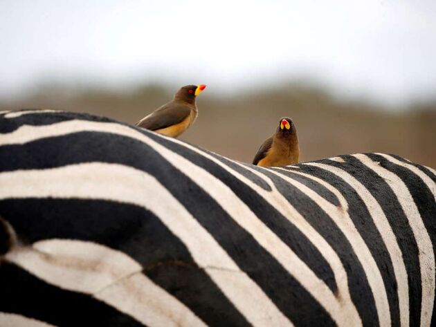 WildLife 1