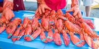 منشأ اولیه ویروس کرونا، یک محموله خرچنگ وارداتی از آمریکا بود!