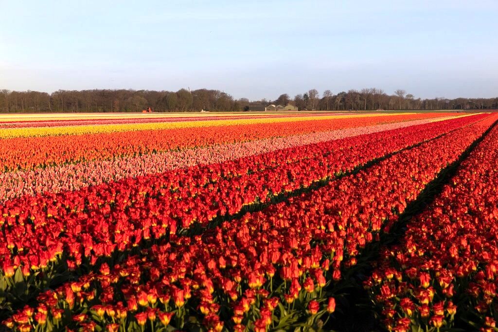 امحای ۴۰۰میلیون شاخه گل در فصل لاله‌های هلندی