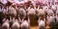 ماجرای مرغ‌های آلوده در بازار چیست؟
