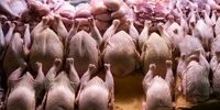 محموله ۲۰ میلیاردی مرغ‌های قاچاق در تهران کشف شد 