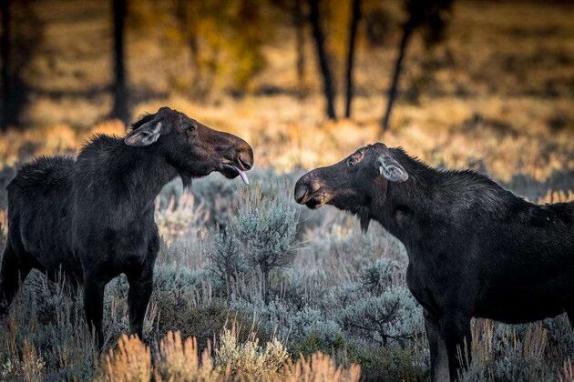 WildLife 2