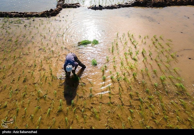 خبر مهم وزارت جهاد درباره تولید برنج